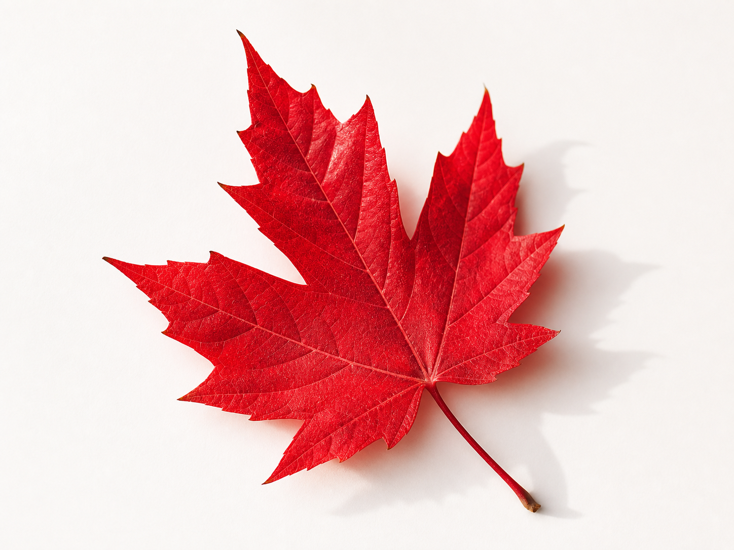A red Canadian maple leaf, a symbol of CARE’s proudly Canadian roots